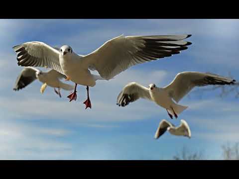 FE'AOMOENGALU 'O E HALATUPOULAHI-KEMO EE FAKA'AMU (SUDDEN WISH)