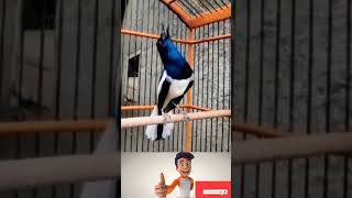 Download lagu Kacer Gacor Ngobra #masterankacer #pancingankacer #pancingankacerbahan #pancingankacergacor mp3