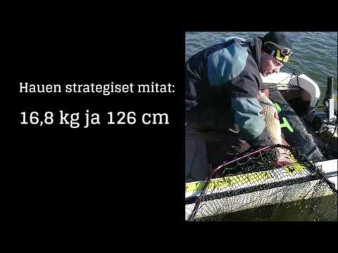 Suomen suurin hauki 2017 16,8 kg ja 126 cm