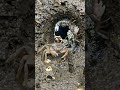 Tiny Camera on a Fiddler Crab! 🦀 Exploring Hidden Mangrove Worlds | Realistic POV Documentary