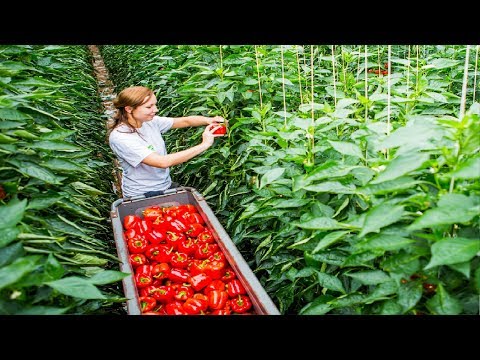 Awesome Greenhouse Bell Pepper Farming