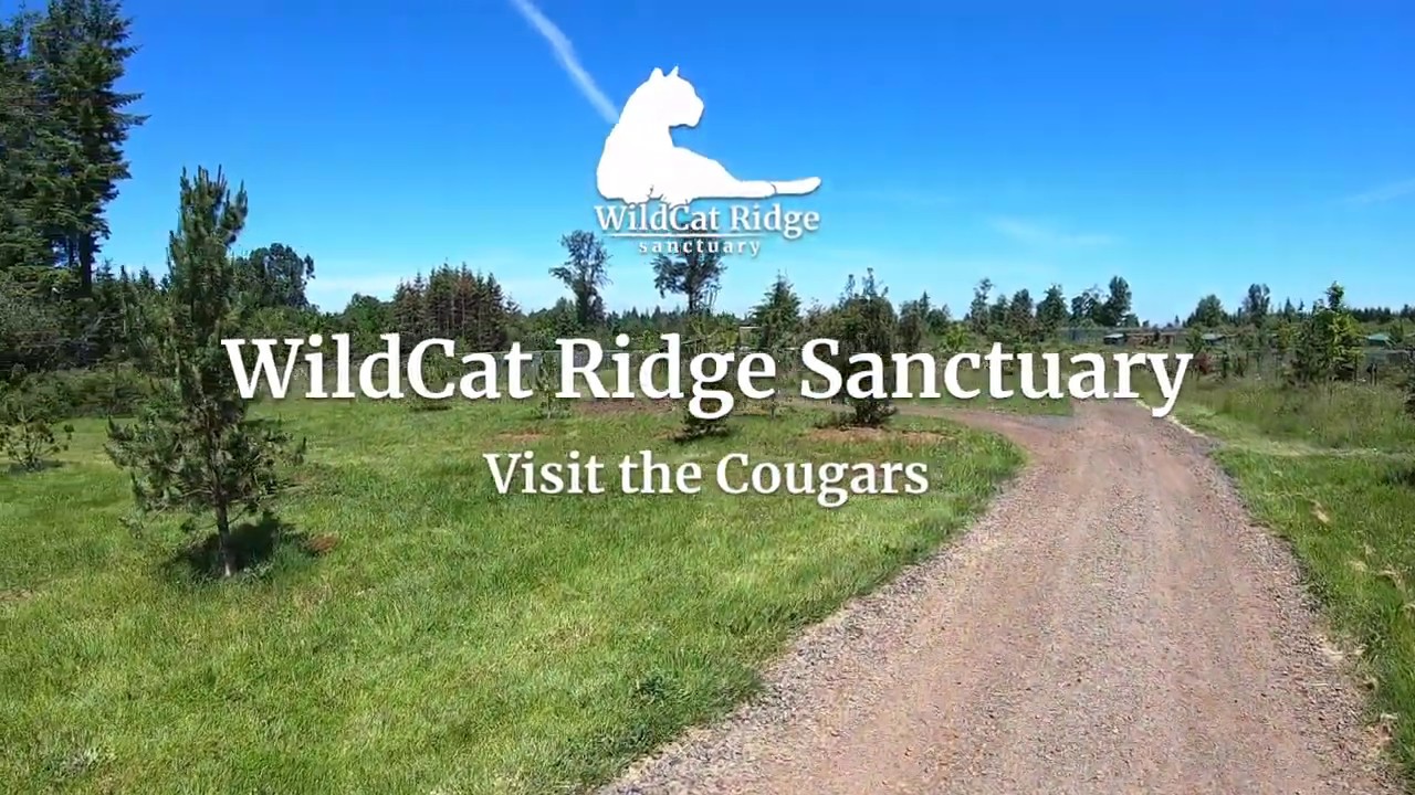 WildCat Ridge Sanctuary Walkthrough - Part 2: Cougars