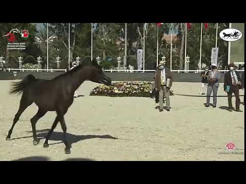N 39 JS RANEEM   Abu Dhabi International Arabian Horse Championship 2021   Fillies 2 Years Old Class