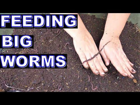 Don't Ignore These Tips if You Want to Keep your African Nightcrawlers Crawlers to stay Large