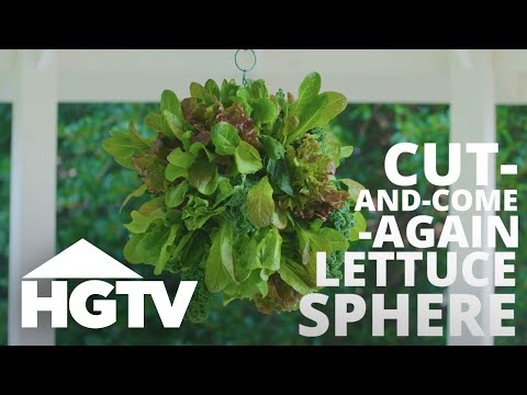 download lagu mp3 mp4 Lettuce Hanging Basket, download lagu Lettuce Hanging Basket gratis, unduh video klip Lettuce Hanging Basket