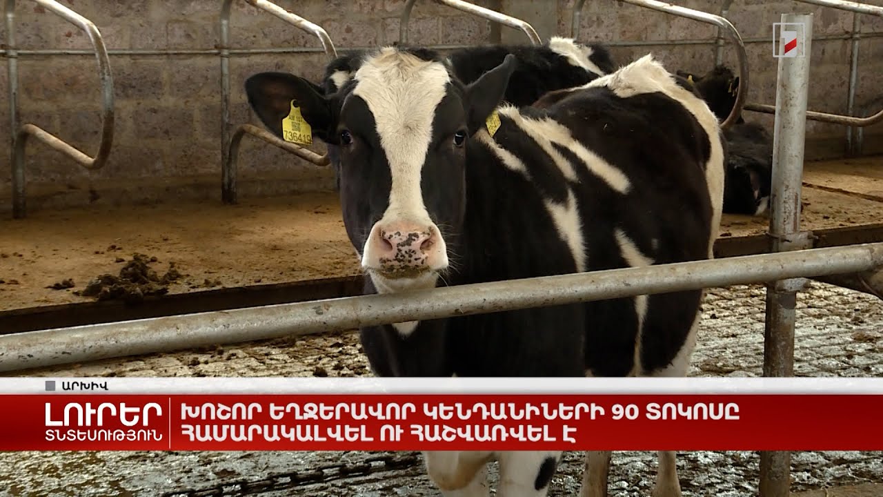 Խոշոր եղջերավոր կենդանիների 90 տոկոսը համարակալվել ու հաշվառվել է