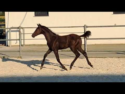 Glamourdale / Mellenium / De Niro Stutfohlen 3/2022