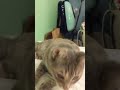 Grey Tabby Cat Face Time With The Camera Shorts
