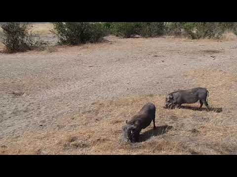 Djuma: Warthogs-two adults - 08/11/19
