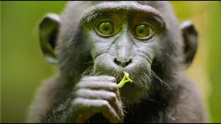 Best Monkey Moments  BBC Earth