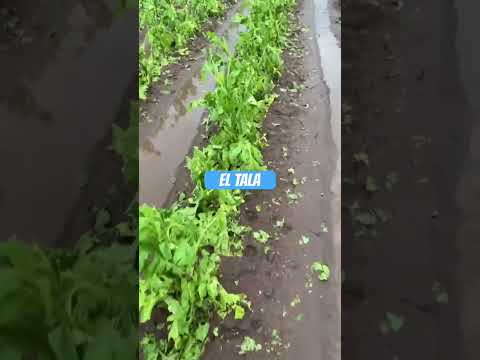 GRANIZO EN EL TALA, SALTA #granizo #granizos #salta #saltalalinda