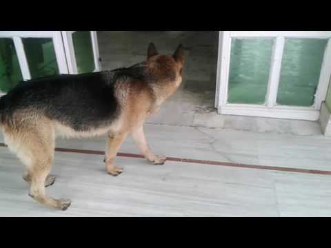 gujjaro k thatt.....