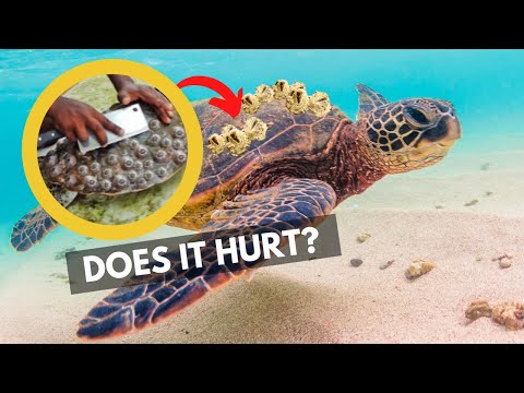 Should barnacles be removed from turtles?