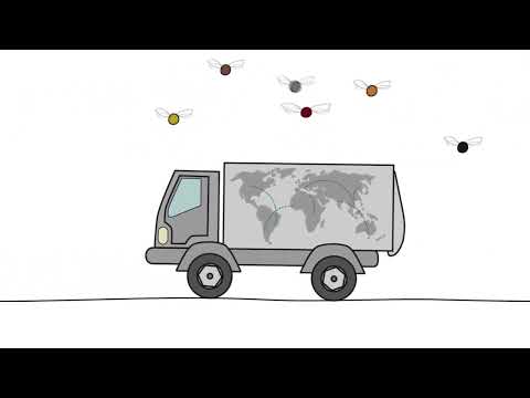 Què els passa a les abelles  1