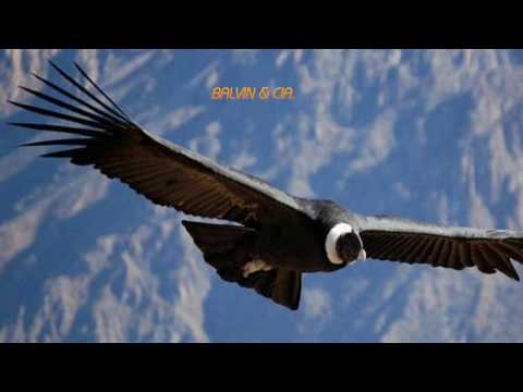 LOS DESTELLOS - AMOR ANDINO