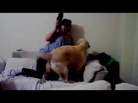 Funny dog video####