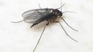 Gnats & Fruit flies  ( how to eliminate them )