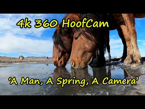 Set My 360 Camera at 5  Million Views Mustang Spring Wild Horse Hoofcam 4K 360