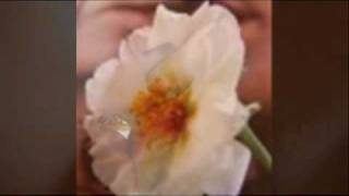 LES BAXTER - TABOO (JOJO EFFECT REMIX)