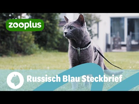 Russisch Blau Steckbrief: Aussehen, Charakter & Typen