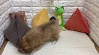 ハーフ犬の動画01