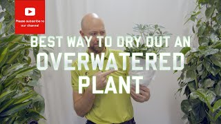 Best way to dry out an overwatered plant!