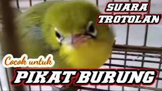 Download lagu Suara anakan Kecial Kuning dan Ciak Induknya  @restuijant mp3