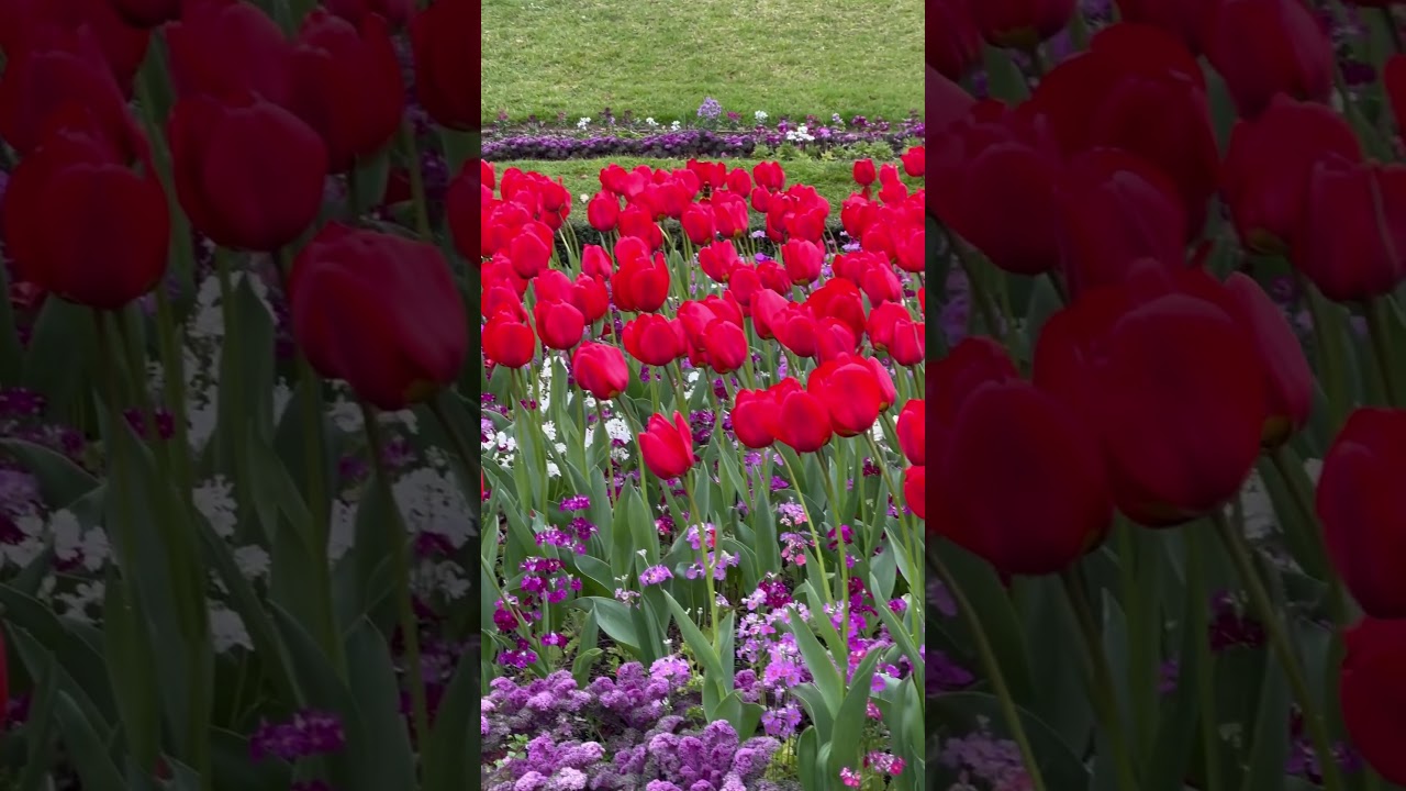 YouTube Short thumbnail