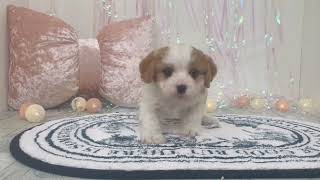 ハーフ犬の動画01