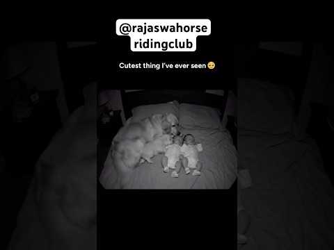 Cutest thing I’ve ever seen 🥹 #goldenretriever #twinbabies #bestbabyshorts #goldenretrieverpuppy #8