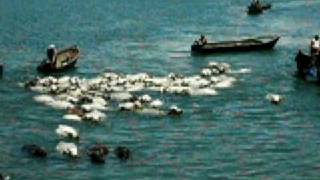 preview picture of video 'Swimming Cows Boca Brava Panama'
