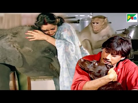 बंदर, हाथी और कुत्ते की धमकदार मूवी Parivaar, Main Tera Dushman, Jawab Hum Denge के बेस्ट सीन्स