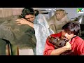 बंदर हाथी और कुत्ते की धमकदार मूवी Parivaar 