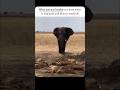 Look At The Last One Lion Vs Elephant Shorts