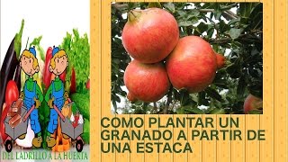 Plantar un granado a partir de una estaca