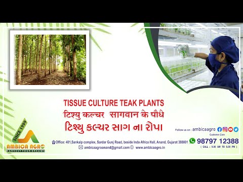 TISSUE CULTURE TEAK PLANT