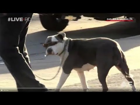 Live PD Over the Limit Season 3  AE