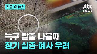늑구 탈출 나흘째…드론 띄우고 카메라 설치했지만, 장기 실종·폐사 우려도｜지금 이 뉴스