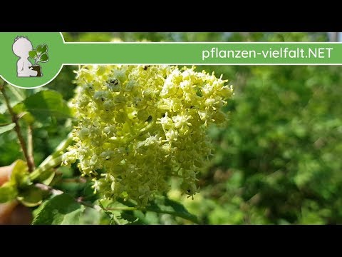 Roter Holunder - Blüte - 18.04.18 (Sambucus racemosa) - Baum Blüten bestimmen