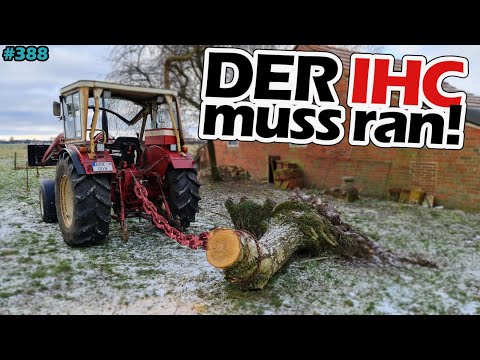 Pulling out a tree trunk! | Can he do it? | Neighborhood help | IHC 633 | Mr. Moto