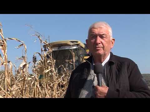 MOJE SELO: Zašto još nije krenuo izboz jabuka za Rusiju + berba kukuruza (20. oktobar 2018)