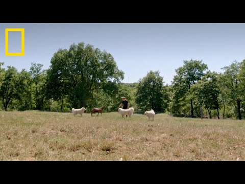 Gordon Ramsay u Istri | Gordon Ramsay: Neistražene kuhinje | National Geographic Croatia