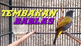 Download lagu Cucak Kelabu Gacor Full Tembakan|Masteran kicau mania mp3