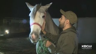 Horse Stable In Richmond Faces Eviction