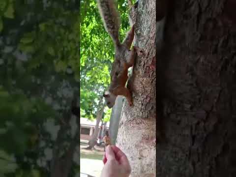 Primera vez andando en el parque Palmares de Alajuela Centro #alajuela #cr #paseo