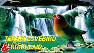 Download lagu Terapi Lovebird Rilexsasi Gemercik Air Mengalir | Masteran Suara Burung Lovebird mp3