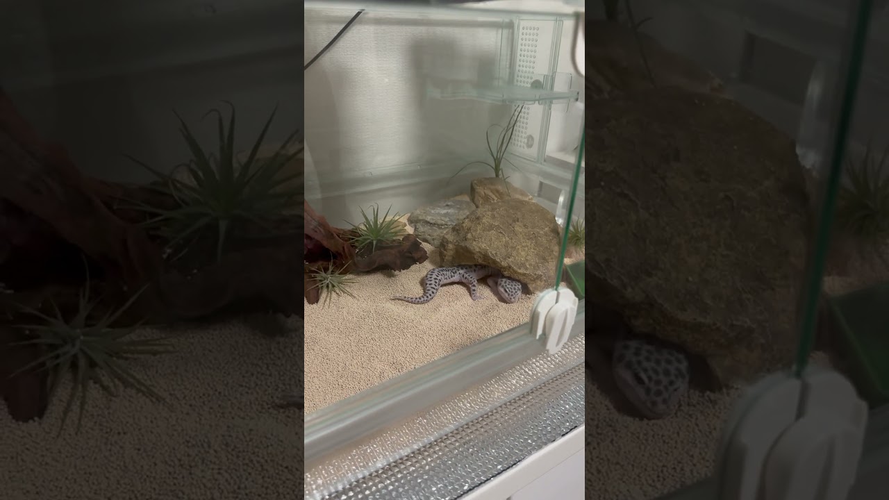 手のみではなく、足をも使ってホリホリ活動を遂行するヒョウモントカゲモドキのヤードム