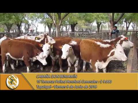 08-06-18 Venta de Vientres - Cabaña Don Benjamín - Tapalqué.