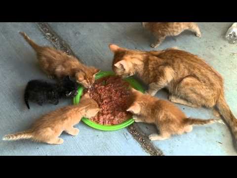 download lagu mp3 mp4 Local Elk Meat, download lagu Local Elk Meat gratis, unduh video klip Local Elk Meat