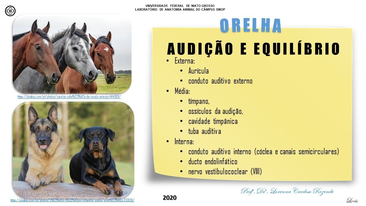 Aula teórica 6.1- Orelha e vias auditivas